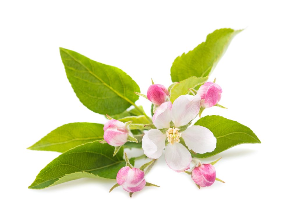 fiori-di-bach-apple-flower-fiore-di-melo