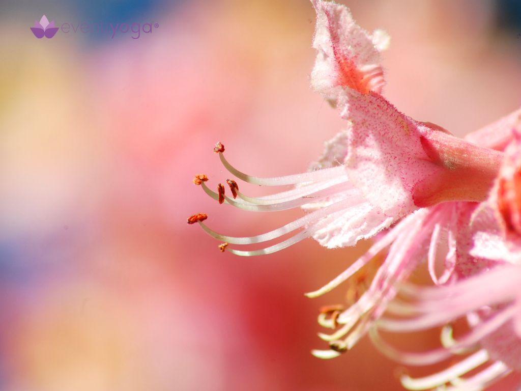 fiori-di-bach-ippocastano