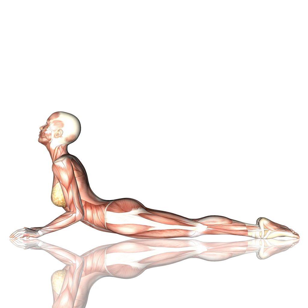 Anatomia Yoga - Anatomia dello Yoga