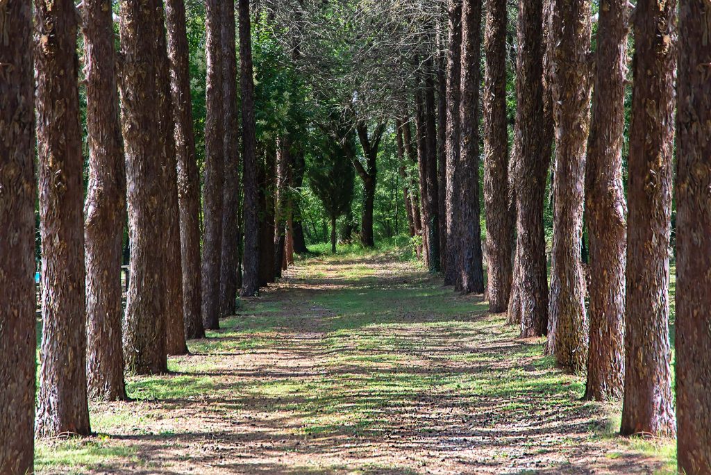 Agriturismo yoga toscana - Il Pornelleto