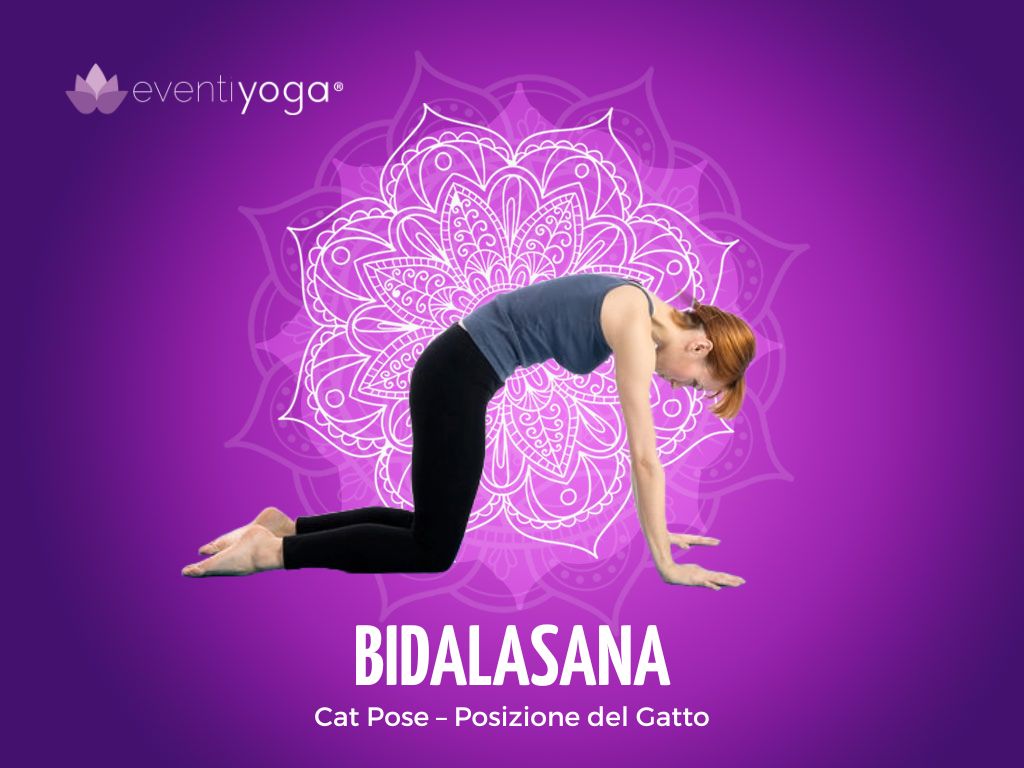 Bidalasana, la posizione del gatto