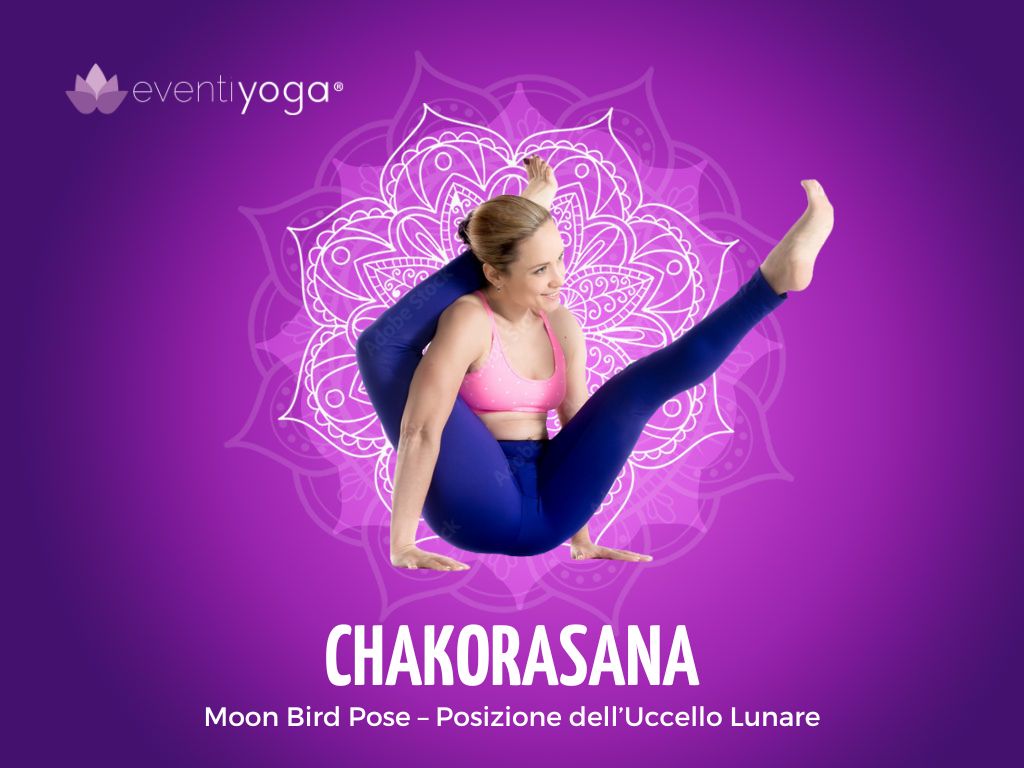 Chakorasana