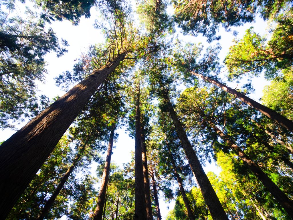 forest-bathing-Shinrin-yoku-benefici