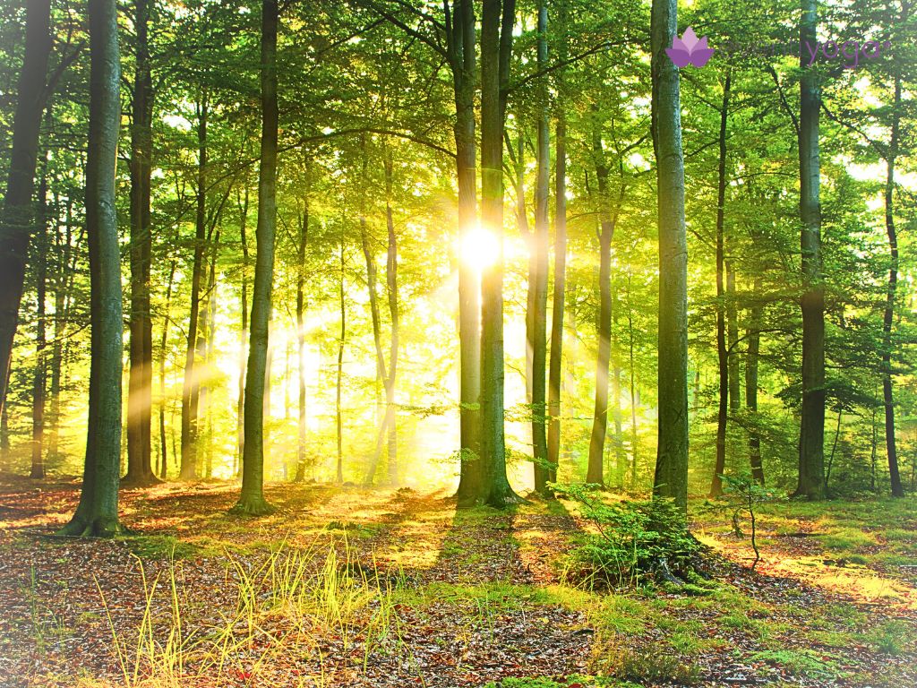 forest-bathing-Shinrin-yoku-cos-e