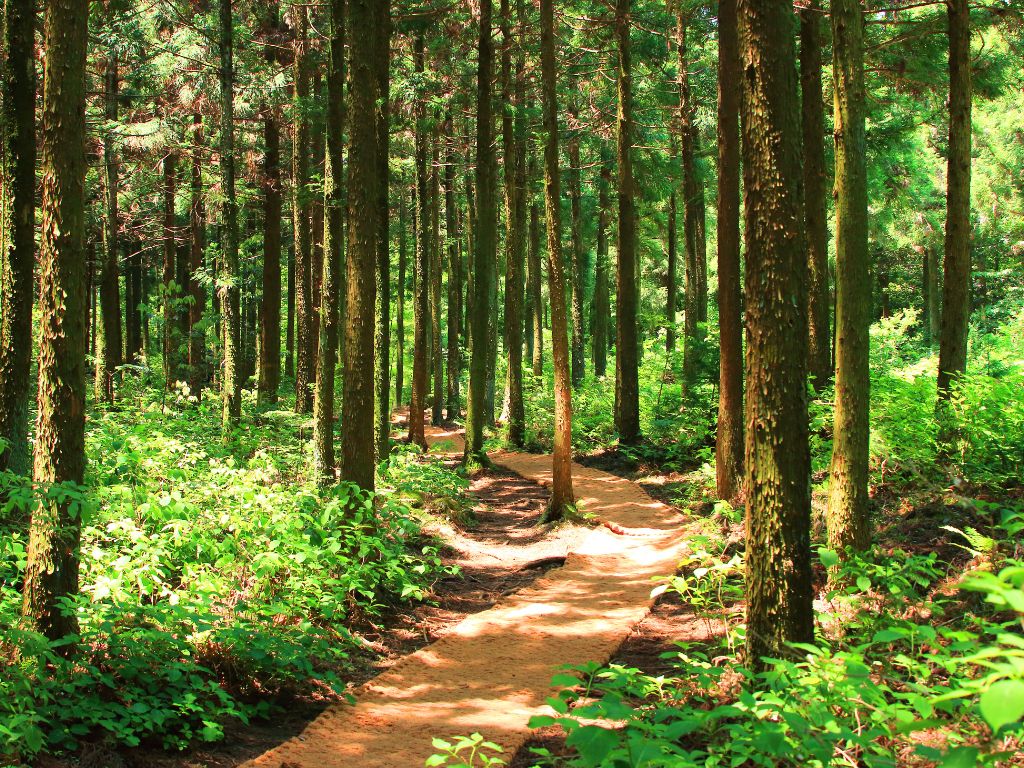 una-stradina-per--fare-forest-bathing-nel-bosco