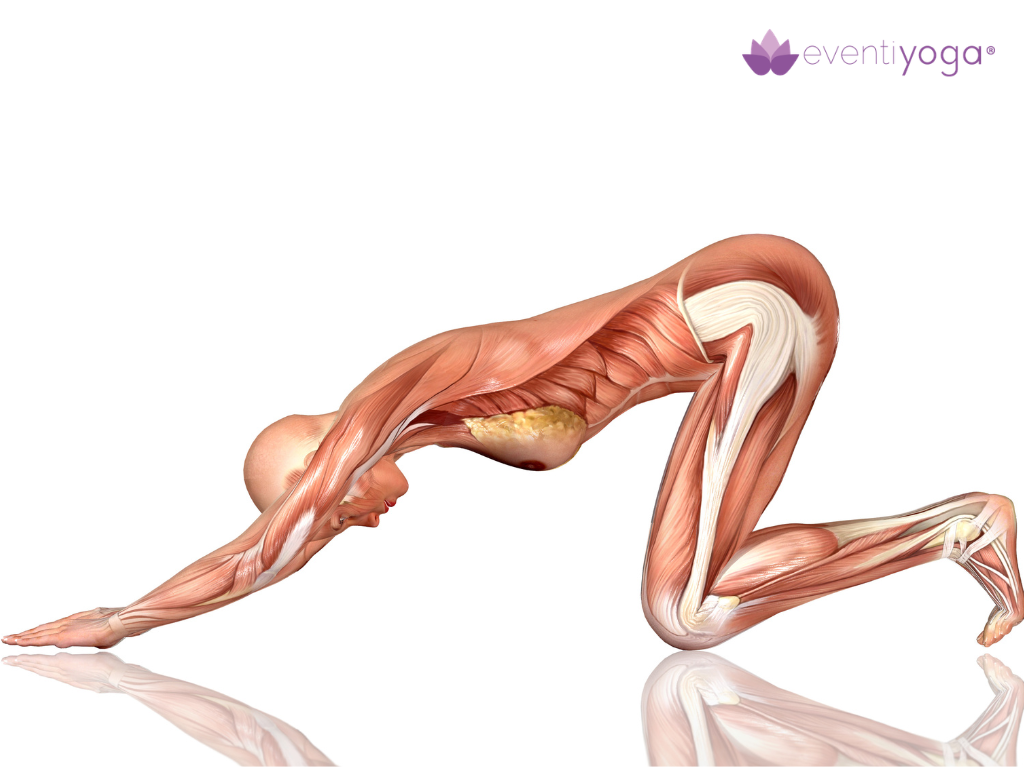 libri-anatomia-yoga-migliori-titoli