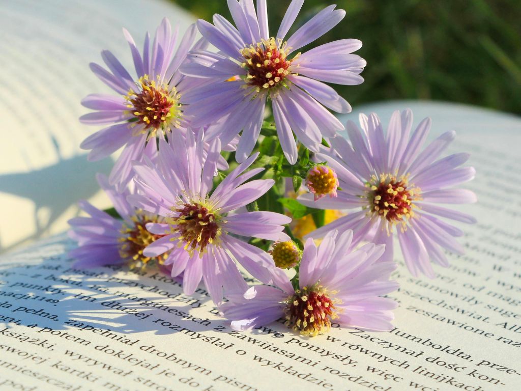 Fiori-di-Bach-Libri-migliori